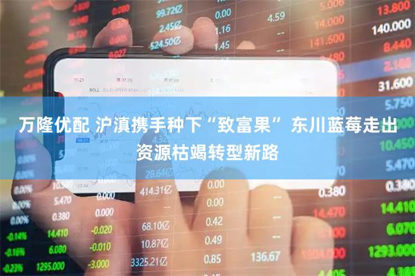 万隆优配 沪滇携手种下“致富果” 东川蓝莓走出资源枯竭转型新路